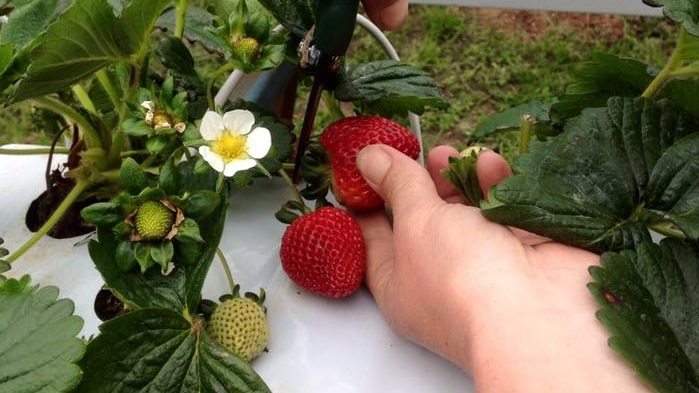 Sam Frost picks ripe strawberries on her farm at Frances
