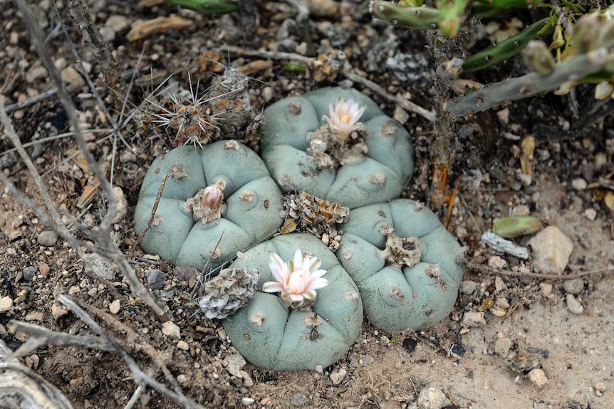 Peyote cactus