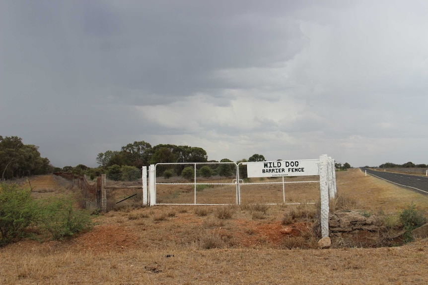 The old wild dog barrier fence.