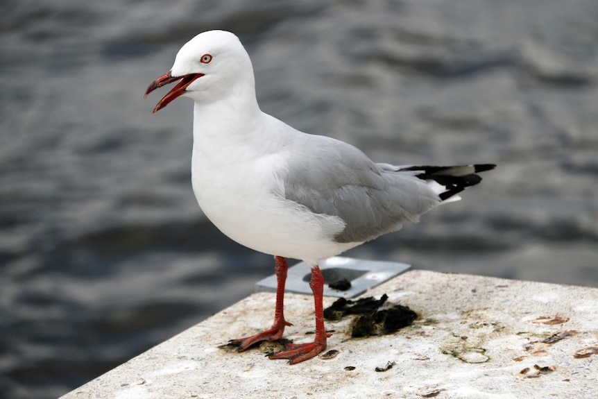 Seagull beside Lake Burley Griffin, Canberra. January 2017