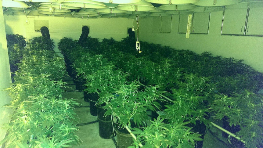 A cannabis grow-house in Canberra, found during raids by police on homes in Evatt, Flynn and Mawson.