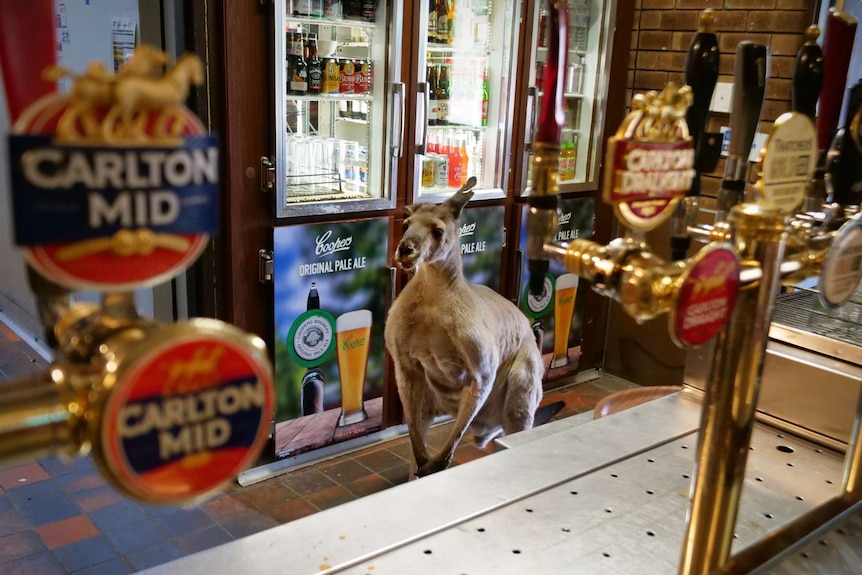 A kangaroo behind the bar at John Forrest Wildflower Tavern