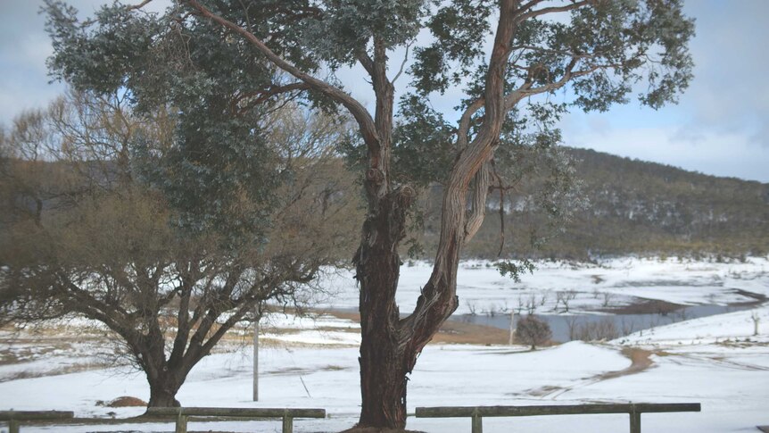 Trees in the foreground with Lake Eucumbene in the background at a snowy Anglers Reach, NSW