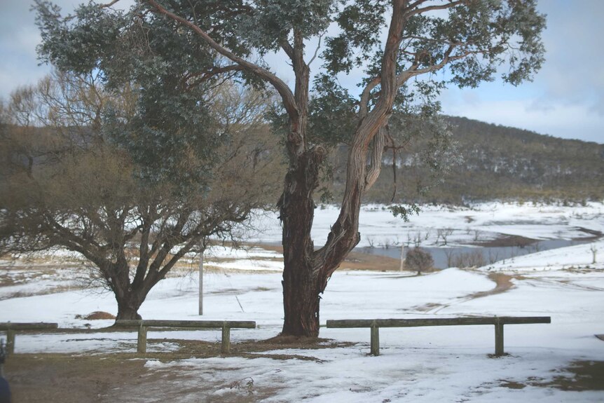 Trees in the foreground with Lake Eucumbene in the background at a snowy Anglers Reach, NSW