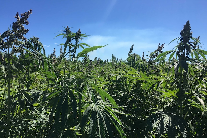 a crop of industrial hemp growing in a paddock