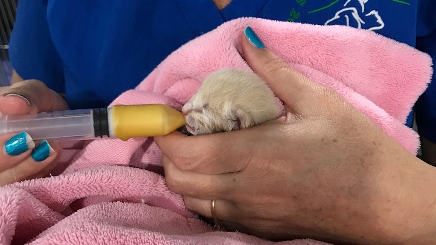 A little kitten is wrapped in a pink blanket and is getting fed by woman with a plastic tube