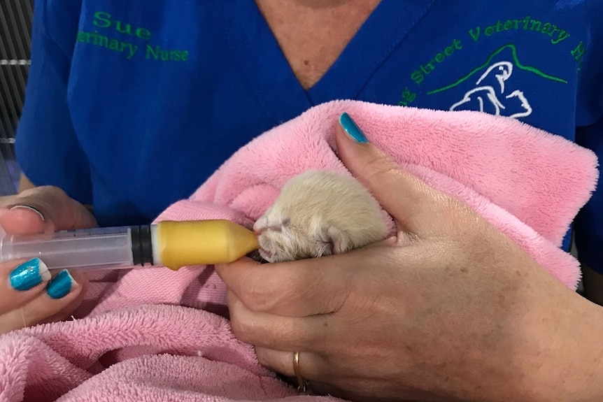 A little kitten is wrapped in a pink blanket and is getting fed by woman with a plastic tube
