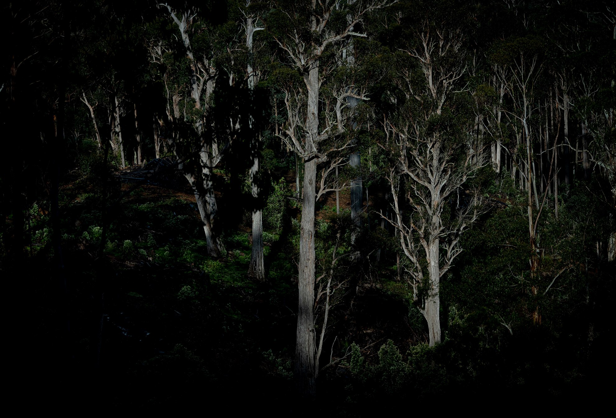 A dark and ominous shot of tall, thick forest on a mountain-side