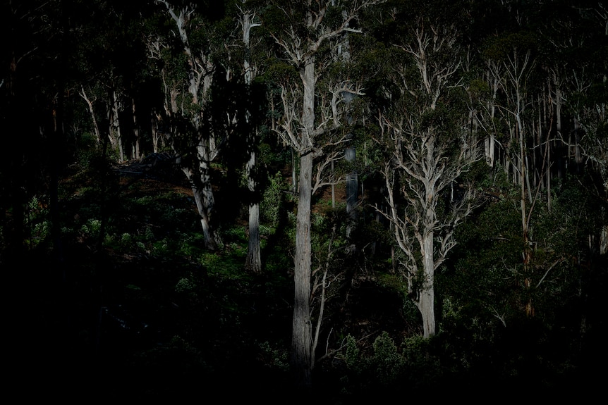A dark and ominous shot of tall, thick forest on a mountain-side