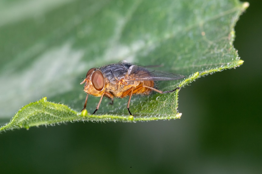 Brown and grey blowfly on a green leaf.