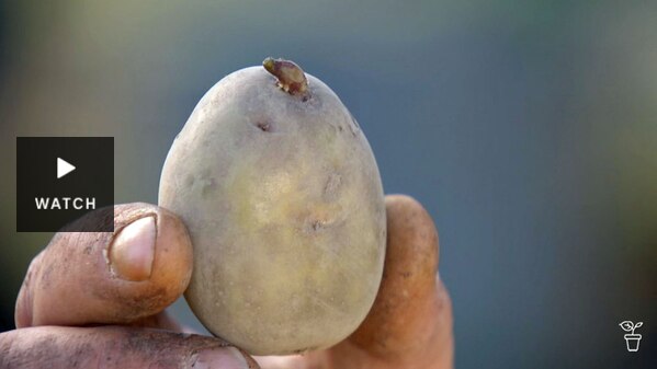 A hand holding a potato. Has Video.