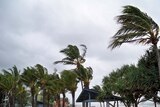 Palm trees blowing on Yeppoon's foreshore, near Rockhampton, as cyclone Hamish buffets the Capricorn Coast.