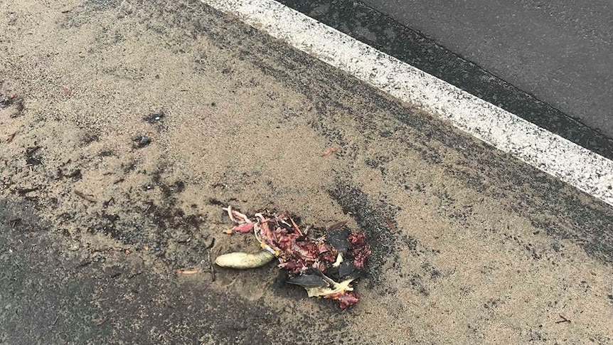 Dead turtle lies next to road