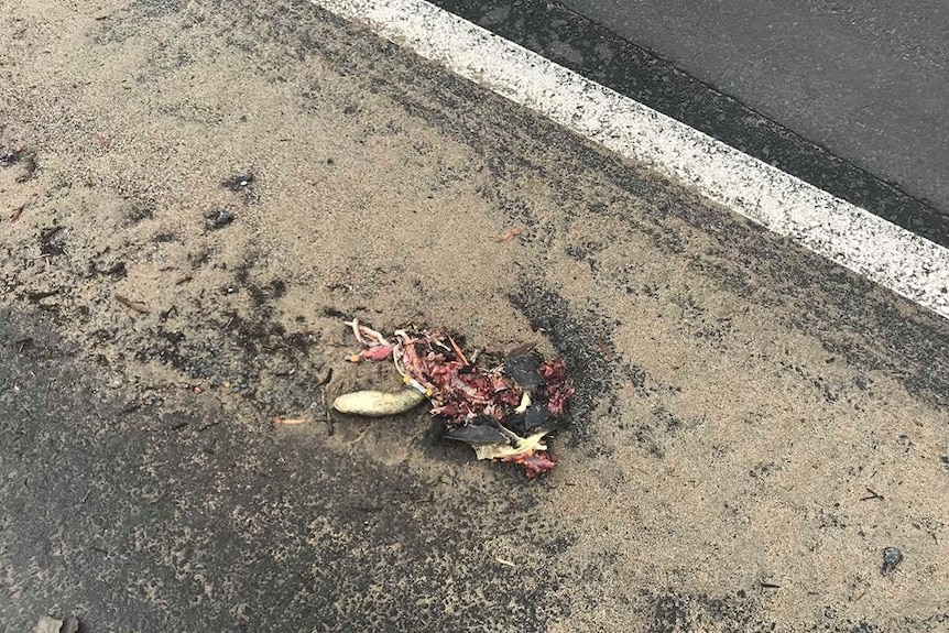 Dead turtle lies next to a road after being hit by a car