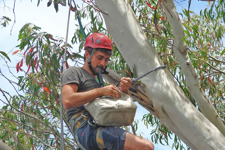 ANU researcher Dejan Stojanovic studied the parrots' breeding and feeding patterns throughout Tasmania.