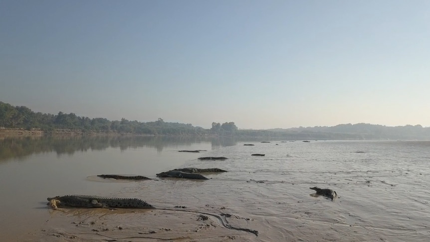 Numerous Crocodiles lined up sunbaking on the Daly River