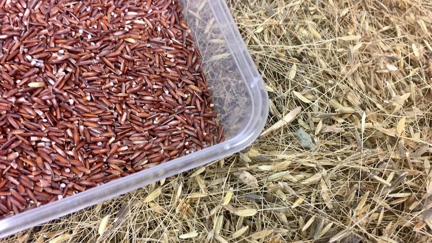 Grains of red, native rice