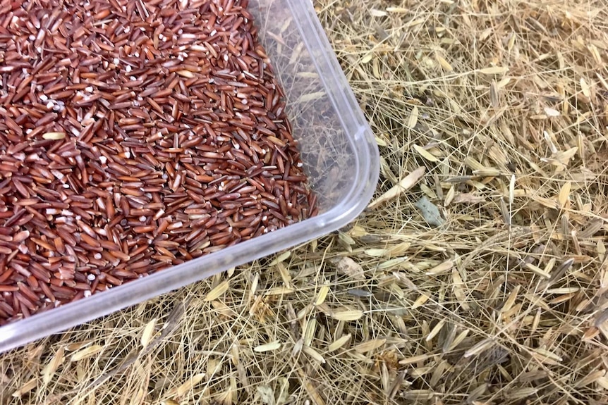 Grains of red, native rice