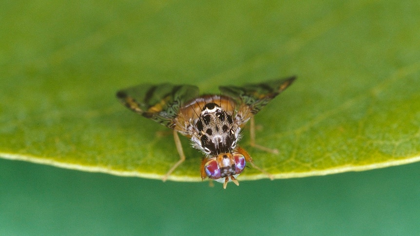 A close up photo of a Mediterranean fruit fly on a plant leaf.