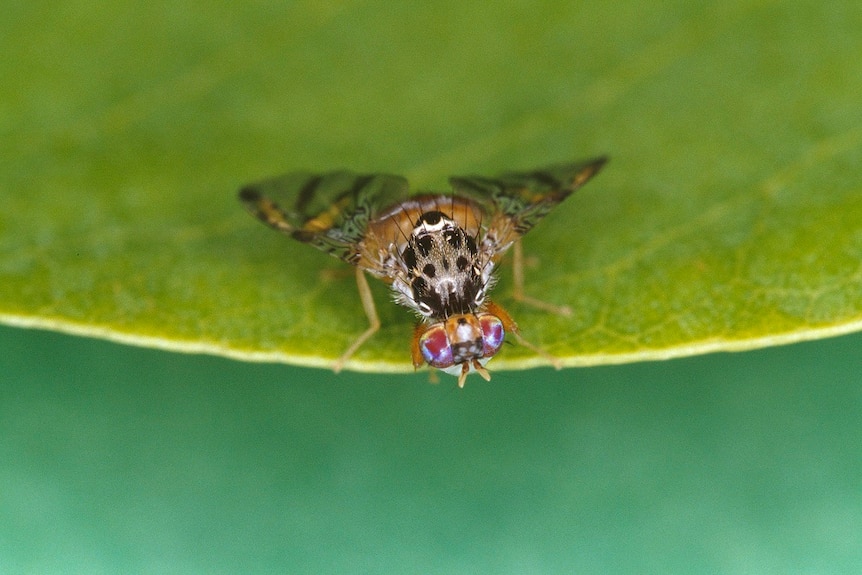 A fruit fly on a leaf.