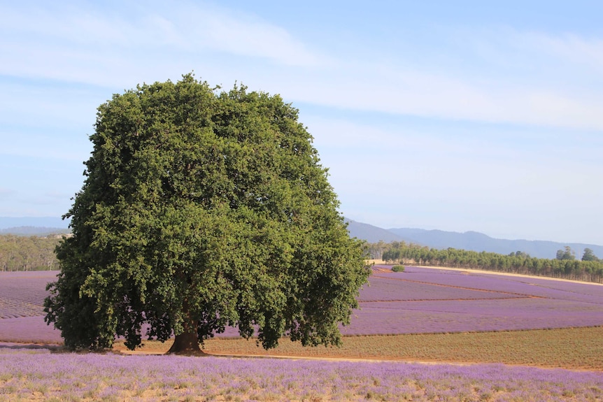 A tree in Tasmanian lavender field.