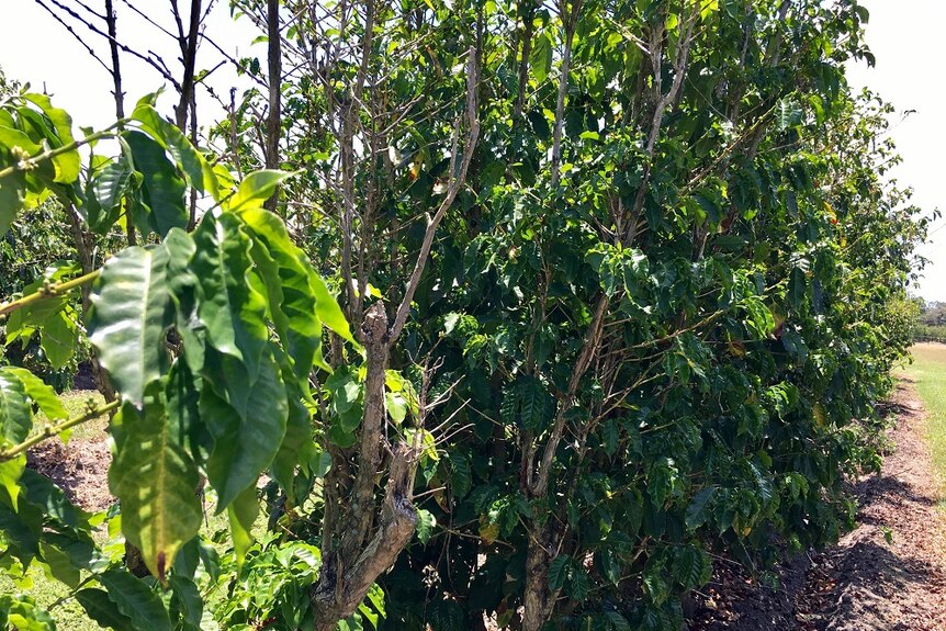 Whitsunday Gold coffee plantation in North Queensland