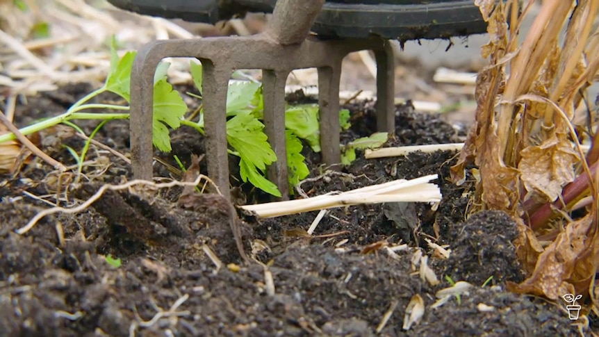 A garden fork being pushed into the ground with a boot.