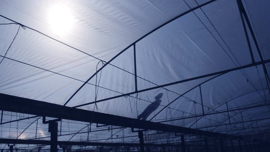 The interior roof of a greenhouse with the silhouette of a person walking along it.