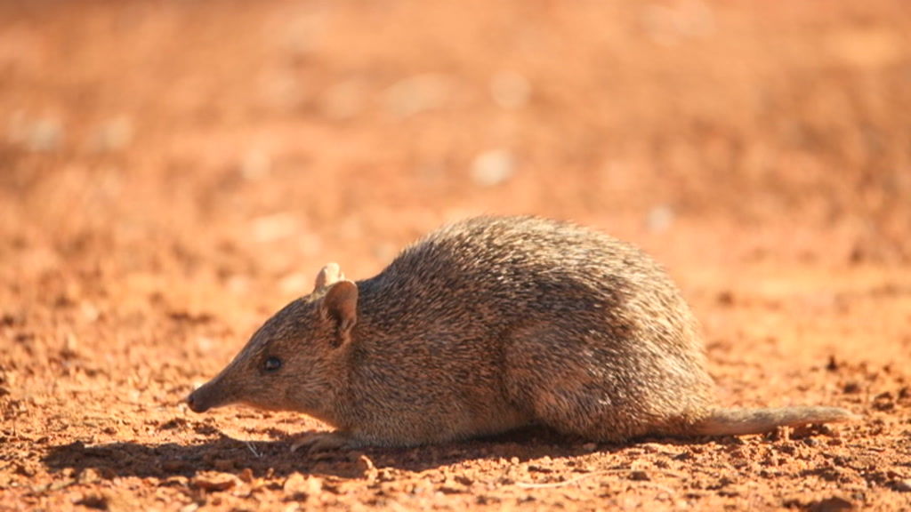 Fate of tiny marsupials hangs in balance within sprawling desert