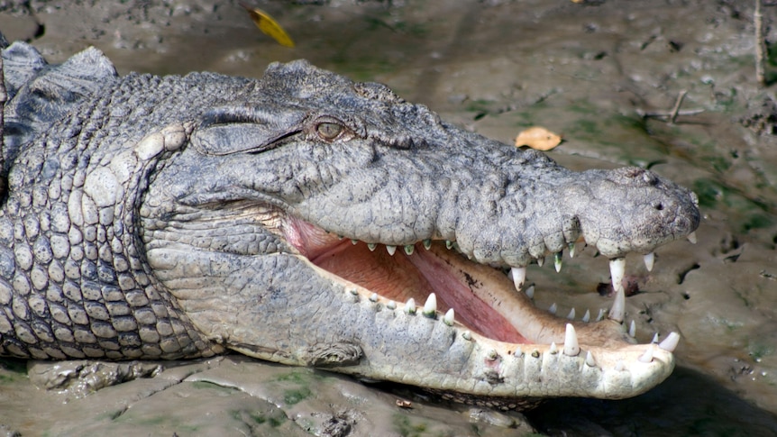 Close up photo of large saltwater crocodile sitting in mud with mouth open 