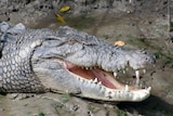 Close up photo of large saltwater crocodile sitting in mud with mouth open 