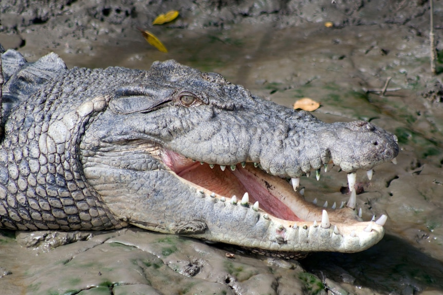 Close up photo of large saltwater crocodile sitting in mud with mouth open 