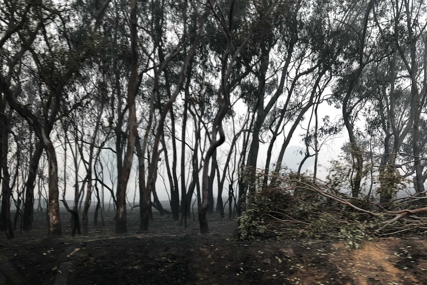 Burned trees on the way into Corryong, in north-eastern Victoria.