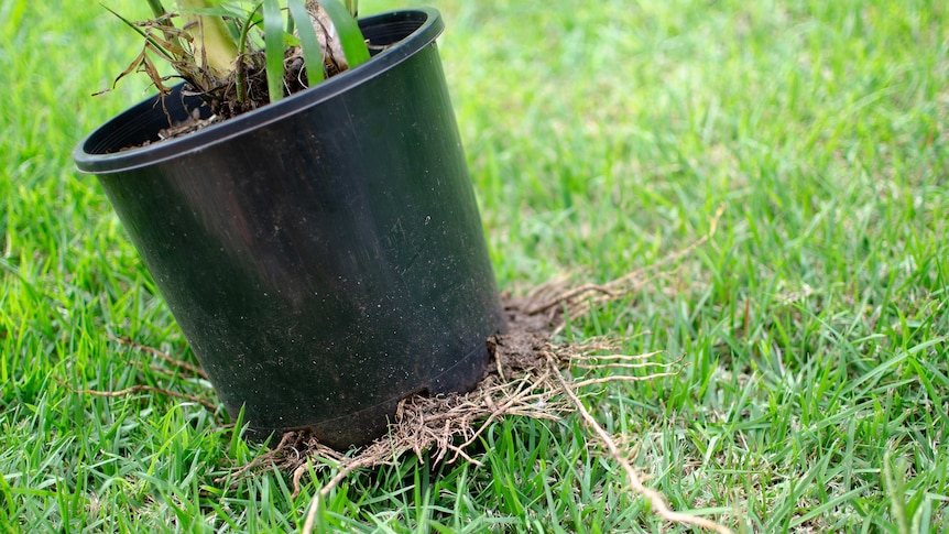 Root bound plant for story about problems with indoor plant