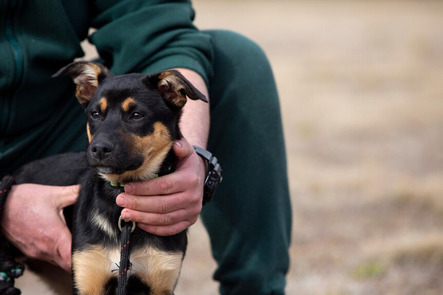 Ann inmate holds onto a kelpie pup on the ground