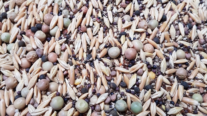 A range of seeds.