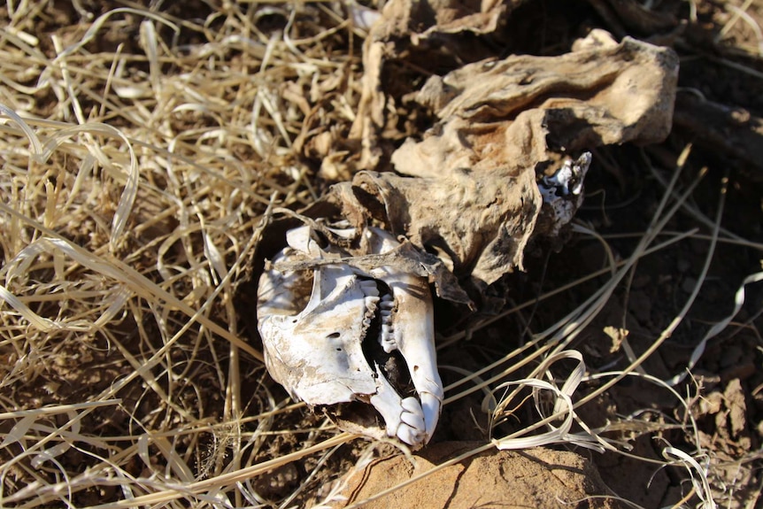A sun-bleached animal skull lies among rocks and dry grass.