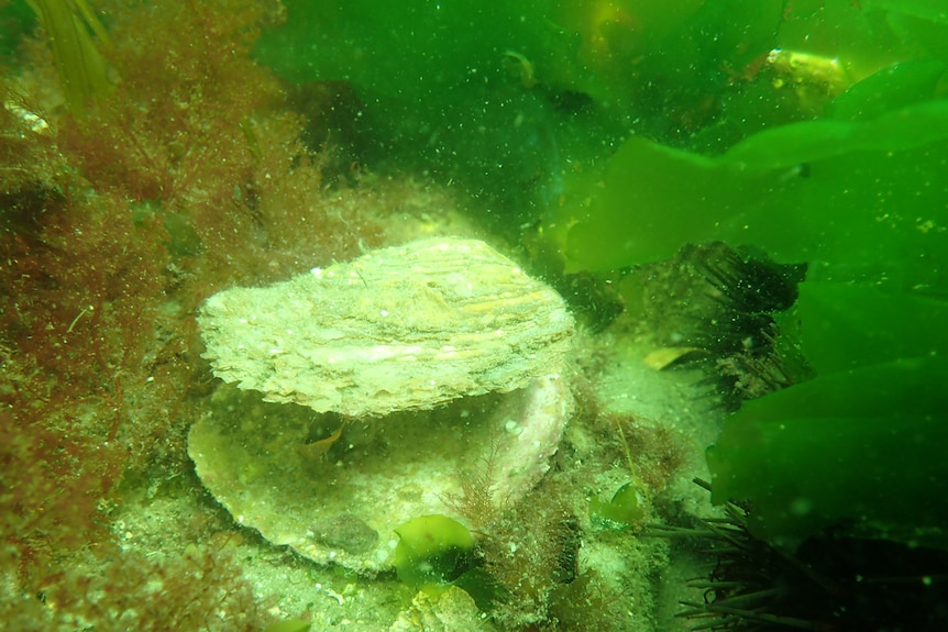 The last intact native oyster reef near St Helens