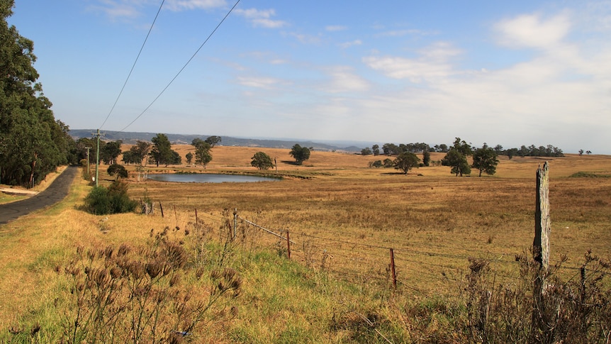 A shot of a a golden brown field stretching as far as the eye can see.