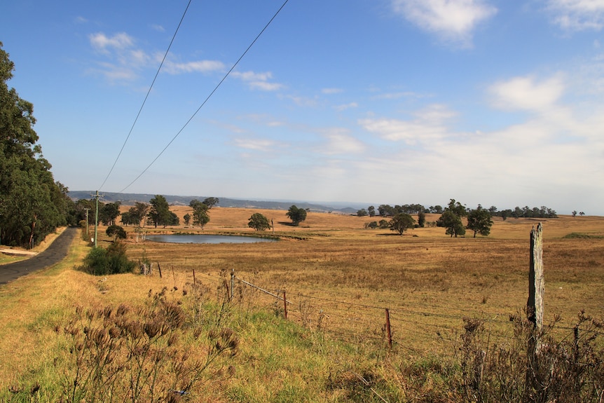 A shot of a a golden brown field stretching as far as the eye can see.