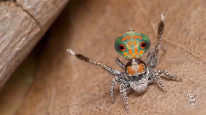 Colourful spider with legs raised in the air
