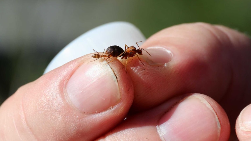 Holding two ants close up in fingers.