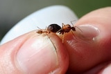 Holding two ants close up in fingers.