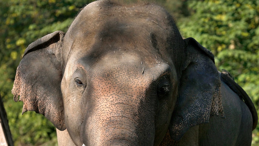 An up close view of Kaavan who looks at the camera