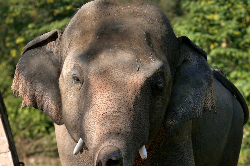 An up close view of Kaavan who looks at the camera