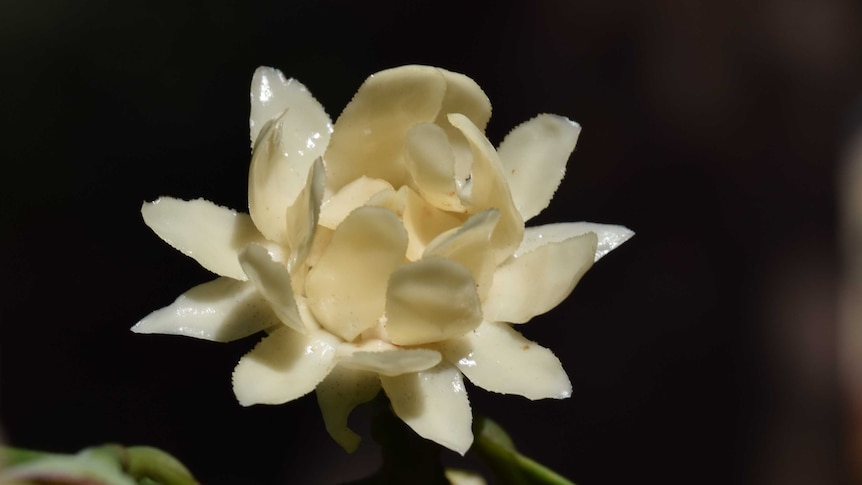 Close up photo of an Australian native guava flower