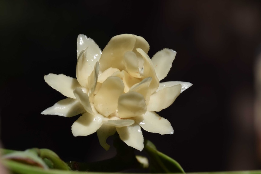 Close up photo of an Australian native guava flower