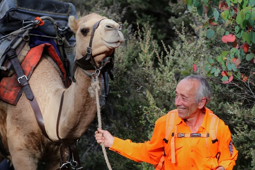 An SES volunteer leads a camel carrying a pack through Tasmanian bushland.