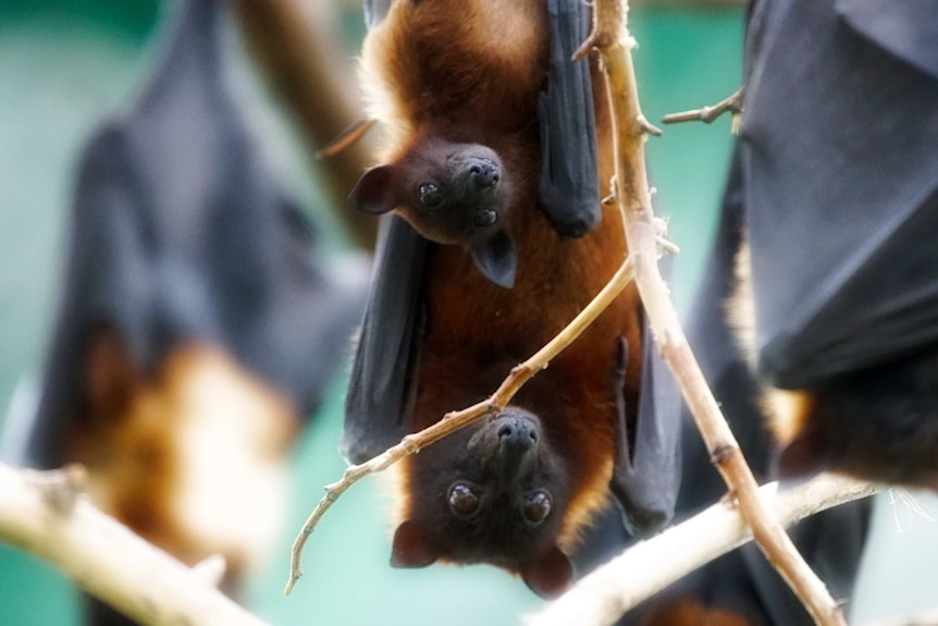 A mother and baby flying fox hang out