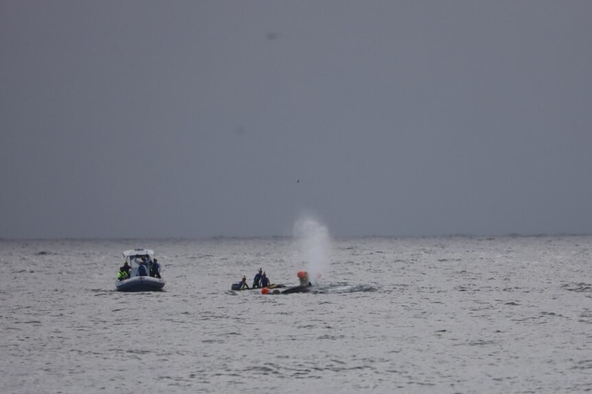 A whale struggled in orange buoys as nearby boats approach on grey ocean